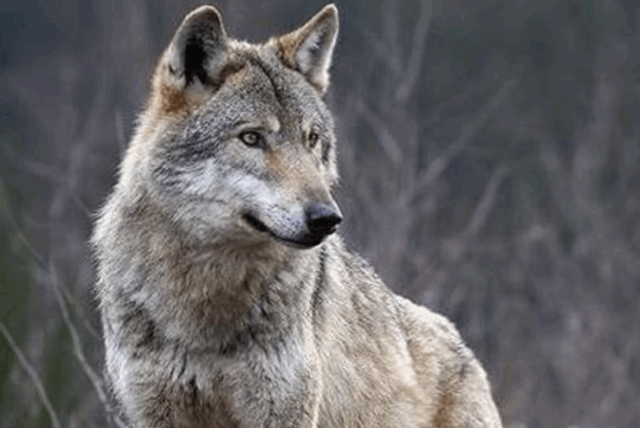 Il lupo declassato: soddisfazione tra gli allevatori