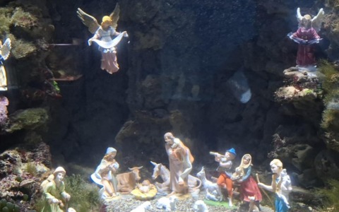 Riapre l’Acquario Mediterraneo dell’Argentario con il presepe subacqueo per le festività