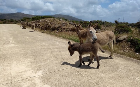 Trekking con i micci: un’avventura nel cuore dell’Amiata