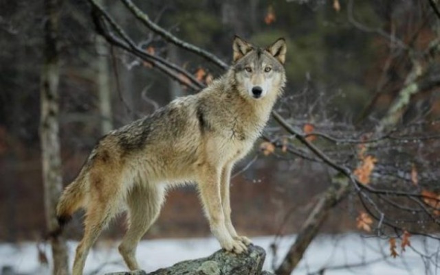 Roccalbegna (Grosseto), l’allerta per i lupi si riaccende
