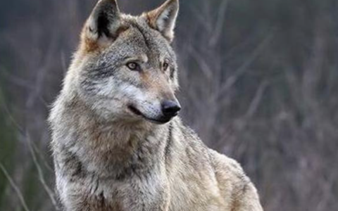 Braccagni, lupi attaccano un’azienda agricola: sbranata una vitella