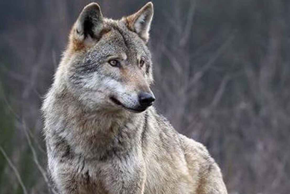 Braccagni, lupi attaccano un’azienda agricola: sbranata una vitella