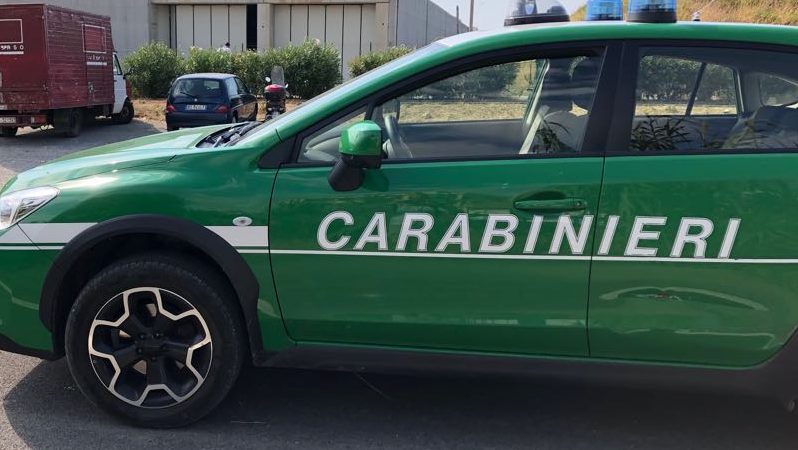 Carabinieri forestali salvano un gufo europeo a Grosseto