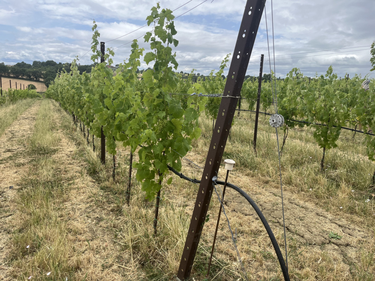 Il futuro dell’agricoltura si definisce in Maremma