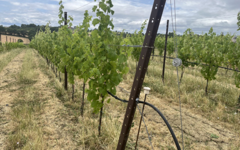 Il futuro dell’agricoltura si definisce in Maremma