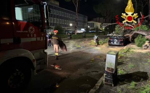 Un pino caduto colpisce due auto a Grosseto