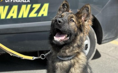 Arrestato un tunisino per spaccio di cocaina a Grosseto