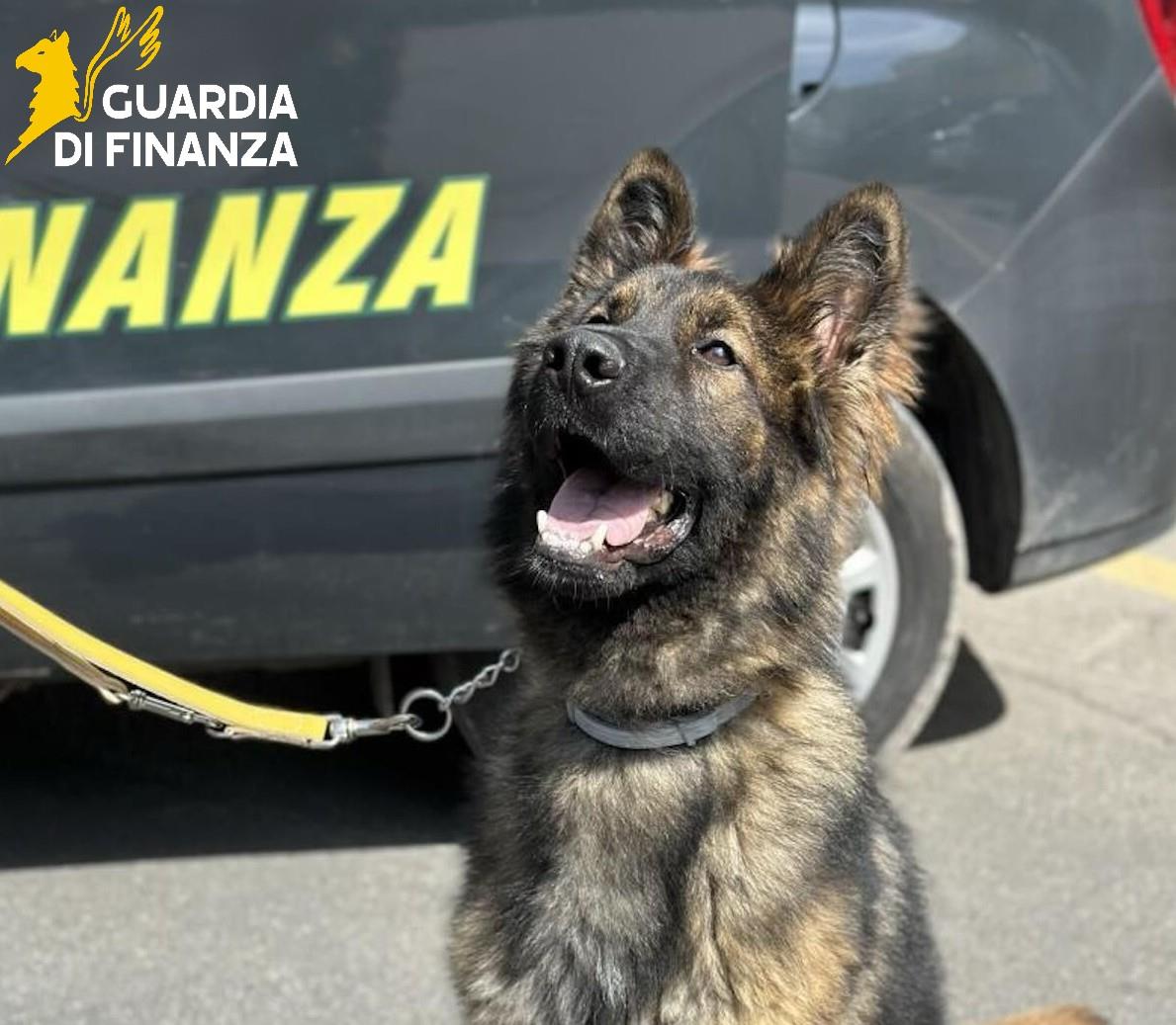 Arrestato un tunisino per spaccio di cocaina a Grosseto